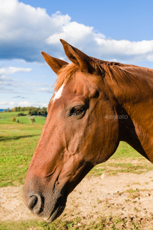 Chestnut Color Thoroughbred Horse Stock Photo by DPimborough PhotoDune